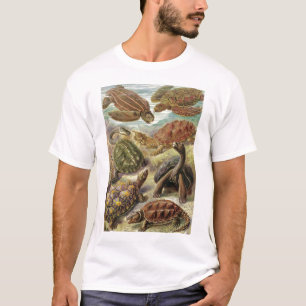 Camiseta Ernst Haeckel - Chelonia