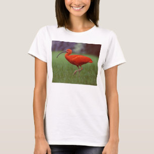 Camiseta Escarlata Ibis