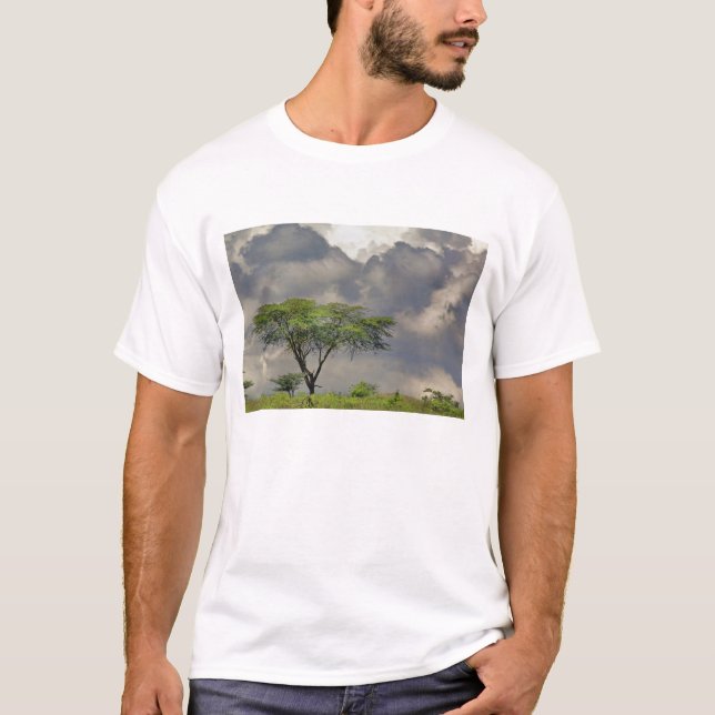 Camiseta Espina de los paraguas Acacia, Acacia tortilis y 2 (Anverso)