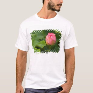 Camiseta Estados Unidos, DC, Washington, Kenilworth
