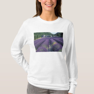 Camiseta Europa, Francia, Provenza. Campos de lavanda
