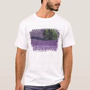 Camiseta Europa, Francia, Provenza, Sault, Campos de lavand