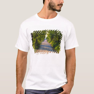 Camiseta Europa, Italia, Toscana, carretera arbolada
