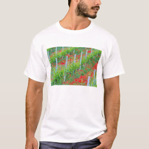 Camiseta Europa, Italia, Toscana. Coloridas amapolas rojas