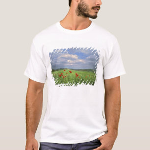 Camiseta Europa, Toscana, Poggiolo. Amapolas rojas se mecen