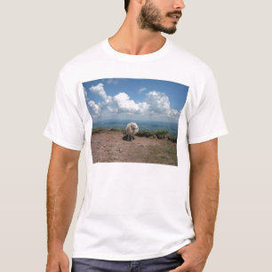 Camiseta ey