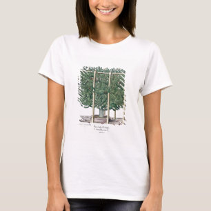 Camiseta Eystettensis indica del Ficus, del 'Hortus Eystet