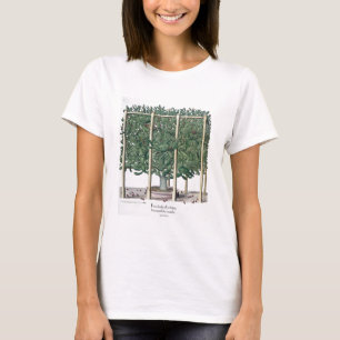 Camiseta Eystettensis indica del Ficus, del 'Hortus Eystet
