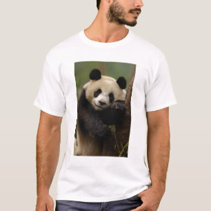 Camiseta Familia del panda gigante (Ailuropoda melanoleuca)
