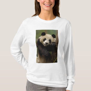 Camiseta Familia del panda gigante (Ailuropoda melanoleuca)