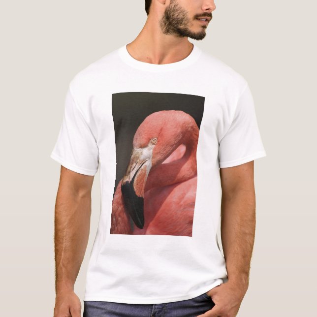 Camiseta Flamenco chileno, Phoenicopterus chilensis (Anverso)