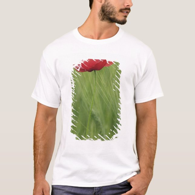Camiseta Flor de adormidera roja entre los cultivos de trig (Anverso)