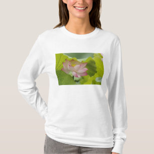 Camiseta Flor de loto, Nelumbo nucifera, China