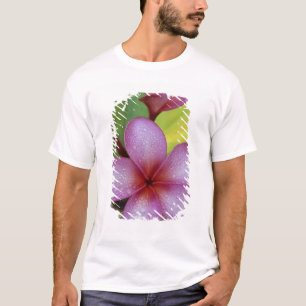 Camiseta Flor, Plumeria sp.), Pacífico Sur, Niue