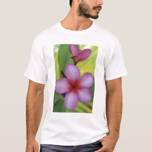Camiseta Flor, Plumeria sp.), Pacífico Sur, Niue
