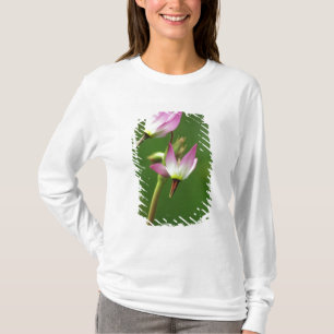 Camiseta Flor silvestre estrella fugaz, California, EE. UU.