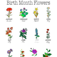 Flores de mes de nacimiento Todos los 12 meses