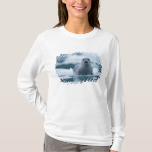 Camiseta foca común del Pacífico, Phoca vitulina richardsi