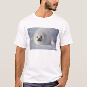 Camiseta Foca de Groenlandia (Phoca groenlandica) Una foca