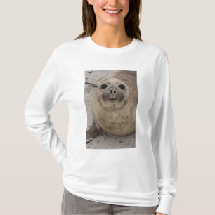 Camiseta Foca elefante del sur (Mirounga leonina)