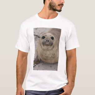 Camiseta Foca elefante del sur (Mirounga leonina)