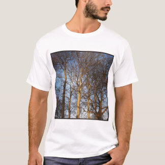 Camiseta Foto cuadrada - Árboles invernales iluminados por