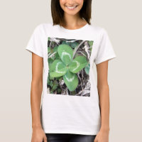 Foto real viva del trébol de 4 hojas