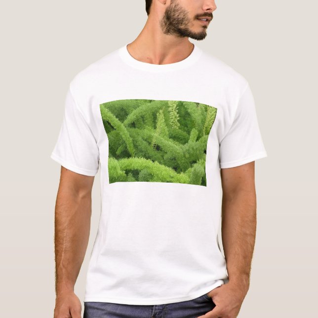 Camiseta Foxtail Fern, Asparagus densiflorus myers (Anverso)
