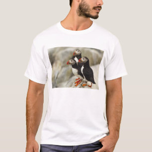 Camiseta Frailecillos atlánticos en la Isla Machias Seal