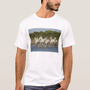 Camiseta Francia, Camargue. Caballos corren a través del es
