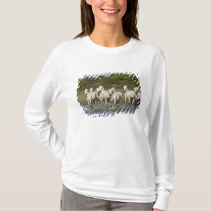 Camiseta Francia, Camargue. Caballos corren a través del es