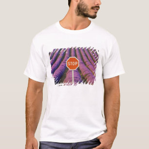 Camiseta Francia, Provenza. Filas de lavanda y alto