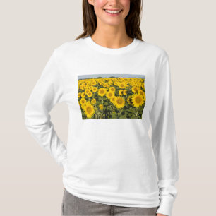 Camiseta Francia, Provenza, Valensole. Campo de