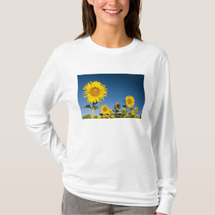 Camiseta Francia, Provenza, Valensole. Girasoles de pie