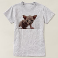 Freaky Cute Furless Sphynx Kitten