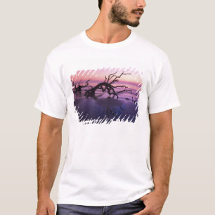 Camiseta GA Isla Jekyll, cementerio de árboles en la playa 