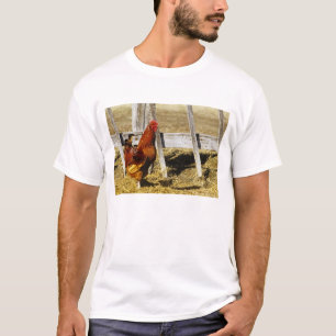 Camiseta Gallo rojo de Rhode Island