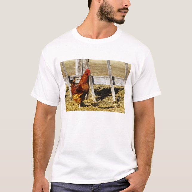 Camiseta Gallo rojo de Rhode Island (Anverso)
