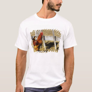 Camiseta Gallo rojo de Rhode Island