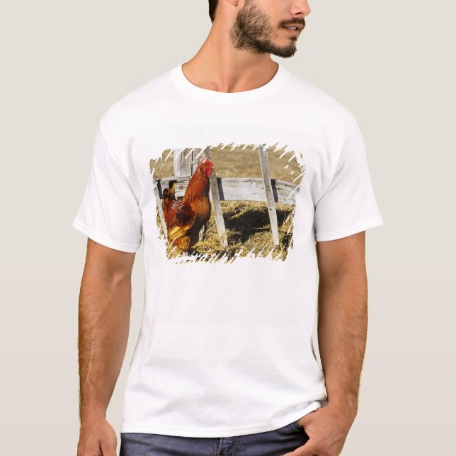 Camiseta Gallo rojo de Rhode Island (Anverso)