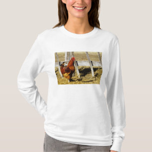 Camiseta Gallo rojo de Rhode Island