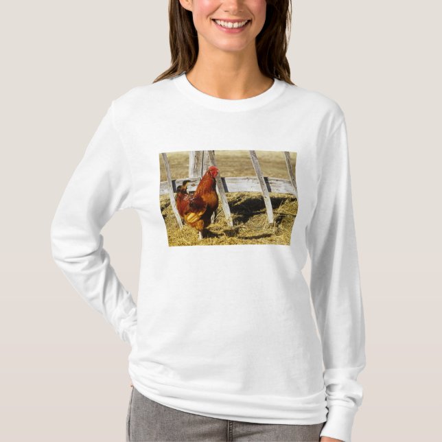 Camiseta Gallo rojo de Rhode Island (Anverso)