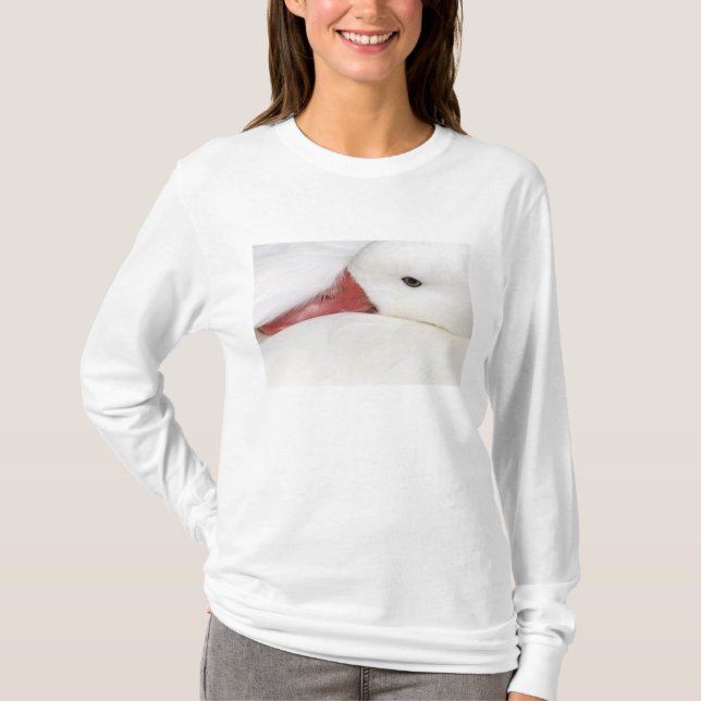 Camiseta Ganso de las nieves Chen caerulescens (Anverso)