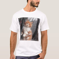 Gatito anaranjado del Tabby