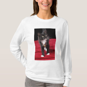 Camiseta Gatito negro y blanco de pelo corto, 2 meses y med