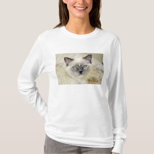 Camiseta Gatito Ragdoll
