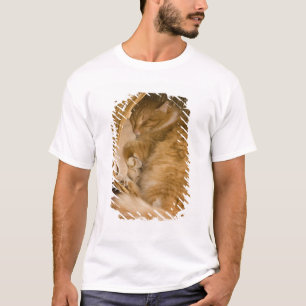 Camiseta Gato atigrado naranja durmiendo en cesto