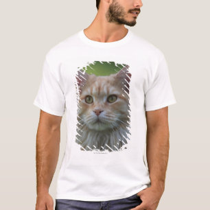 Camiseta Gato de coon principal