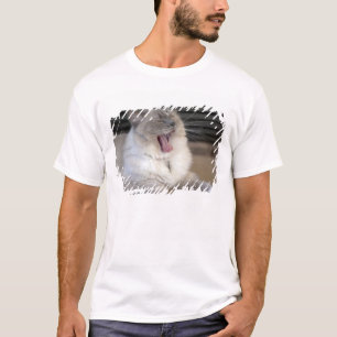 Camiseta gato Neva Masquerade bostezando