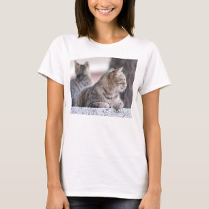 Camiseta Gatos en tabú en reposo